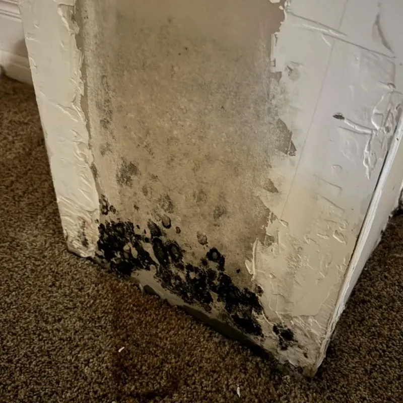 Professional Mold Removal in Condon, OR